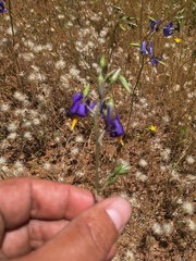 Conanthera bifolia
