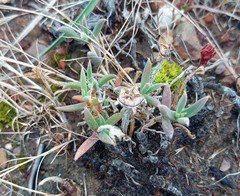 Trichodiadema gracile