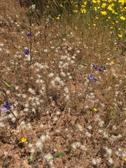 Conanthera bifolia