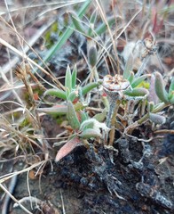 Trichodiadema gracile