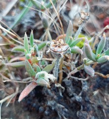 Trichodiadema gracile