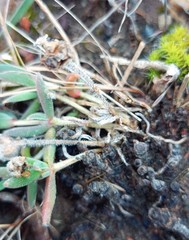 Trichodiadema gracile