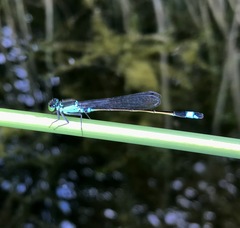 Ischnura aralensis