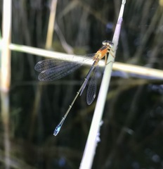 Ischnura aralensis