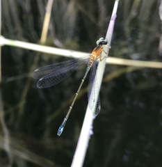 Ischnura aralensis