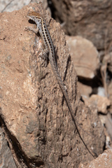 Liolaemus pseudolemniscatus