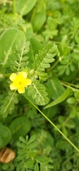 Tribulus terrestris