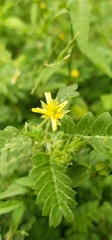 Tribulus terrestris
