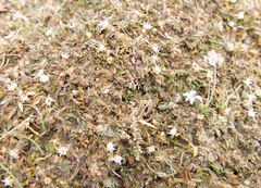 Leptinella maniototo