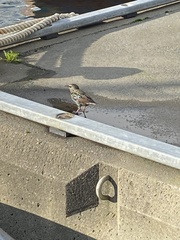 Sturnus vulgaris faroensis