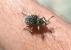 Cydianerus latruncularius