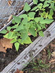 Erythrina herbacea