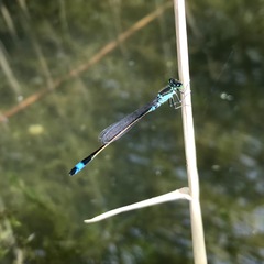 Ischnura aralensis