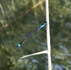 Ischnura aralensis