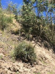 Puya coerulea