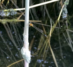 Ischnura aralensis