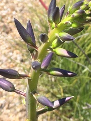 Puya coerulea