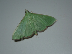 Parotis punctiferalis