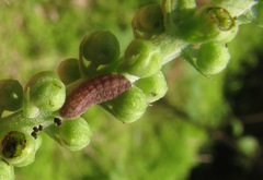 Celastrina neglectamajor