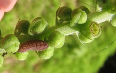 Celastrina neglectamajor