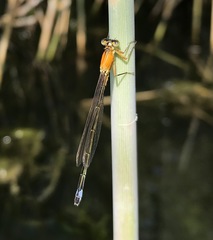 Ischnura aralensis