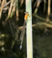 Ischnura aralensis
