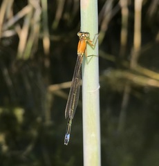 Ischnura aralensis