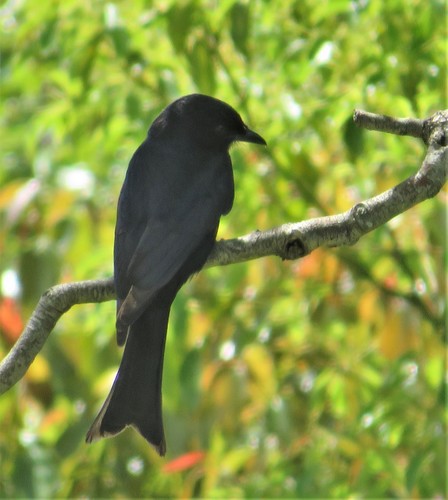 Fork-tailed Drongo