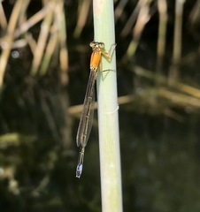 Ischnura aralensis
