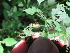 Celastrina neglectamajor