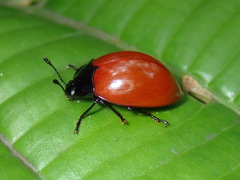 Iphiclus nigriventris