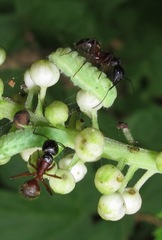 Celastrina neglectamajor