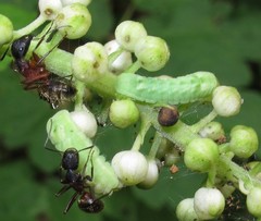 Celastrina neglectamajor