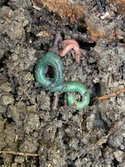 Aporrectodea smaragdina