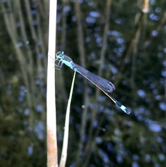 Ischnura aralensis