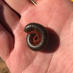 Archispirostreptus gigas