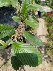 Cercocarpus macrophyllus