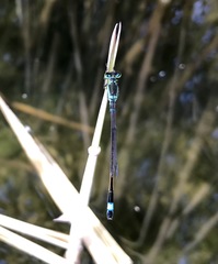 Ischnura aralensis