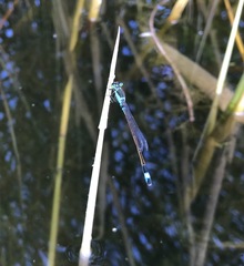 Ischnura aralensis