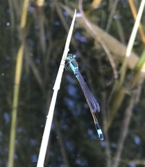 Ischnura aralensis