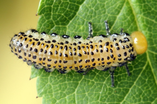 Large Rose Sawfly, photo 4 of 10