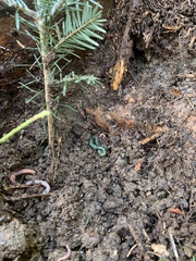 Aporrectodea smaragdina