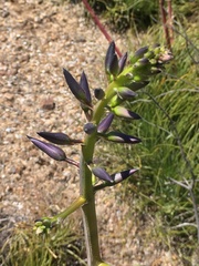 Puya coerulea