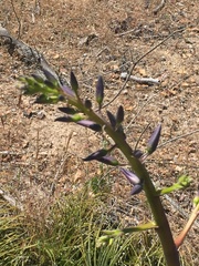 Puya coerulea