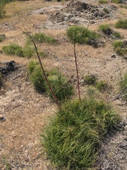 Puya coerulea