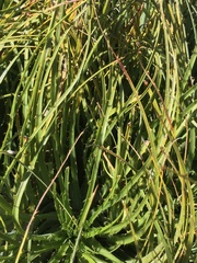 Puya coerulea