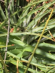 Puya coerulea
