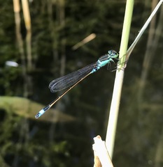 Ischnura aralensis