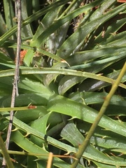 Puya coerulea