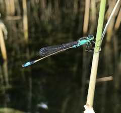 Ischnura aralensis